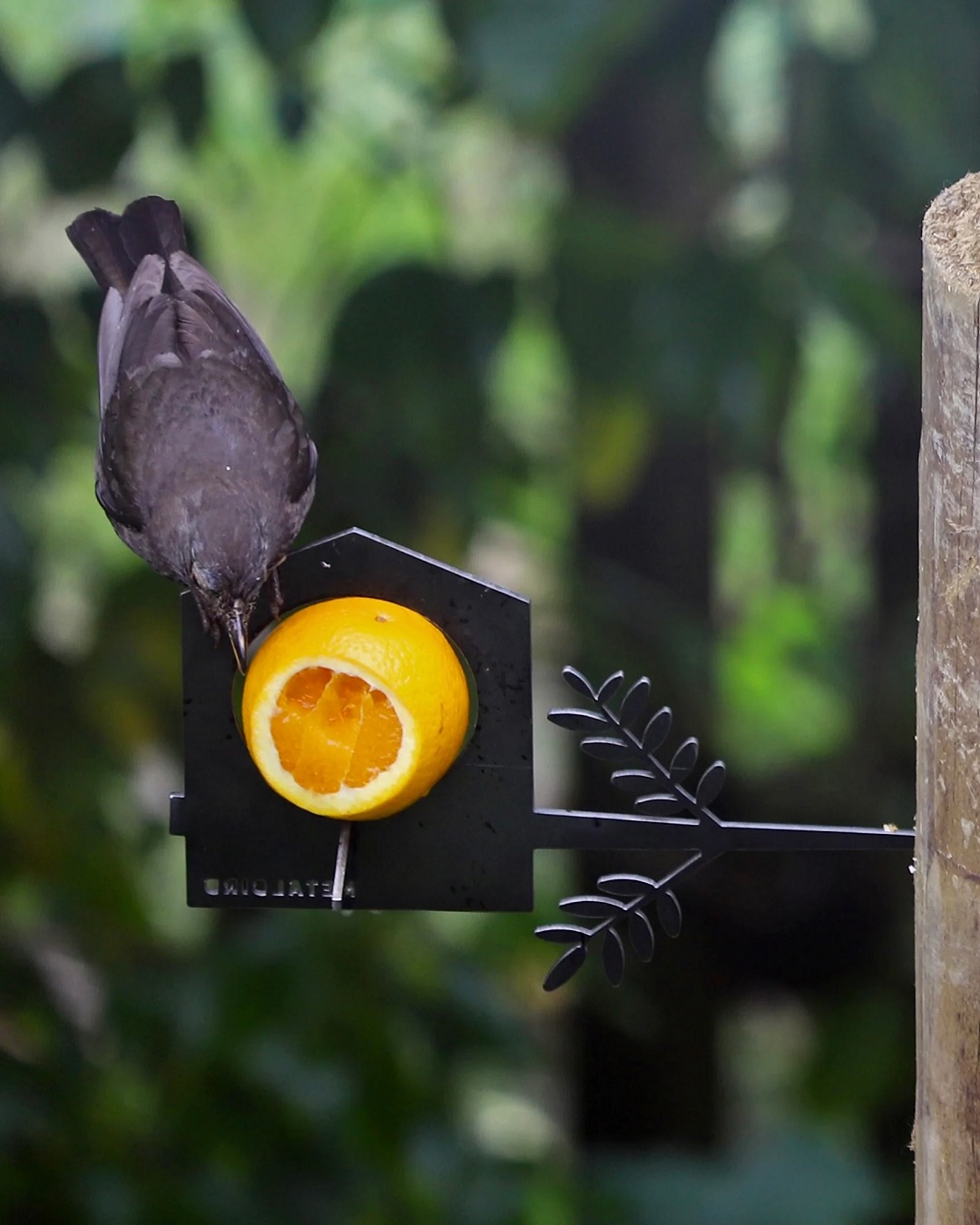 Metal bird feeder with bird eating