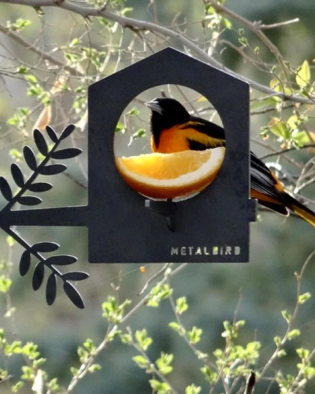 Metal bird feeder in tree